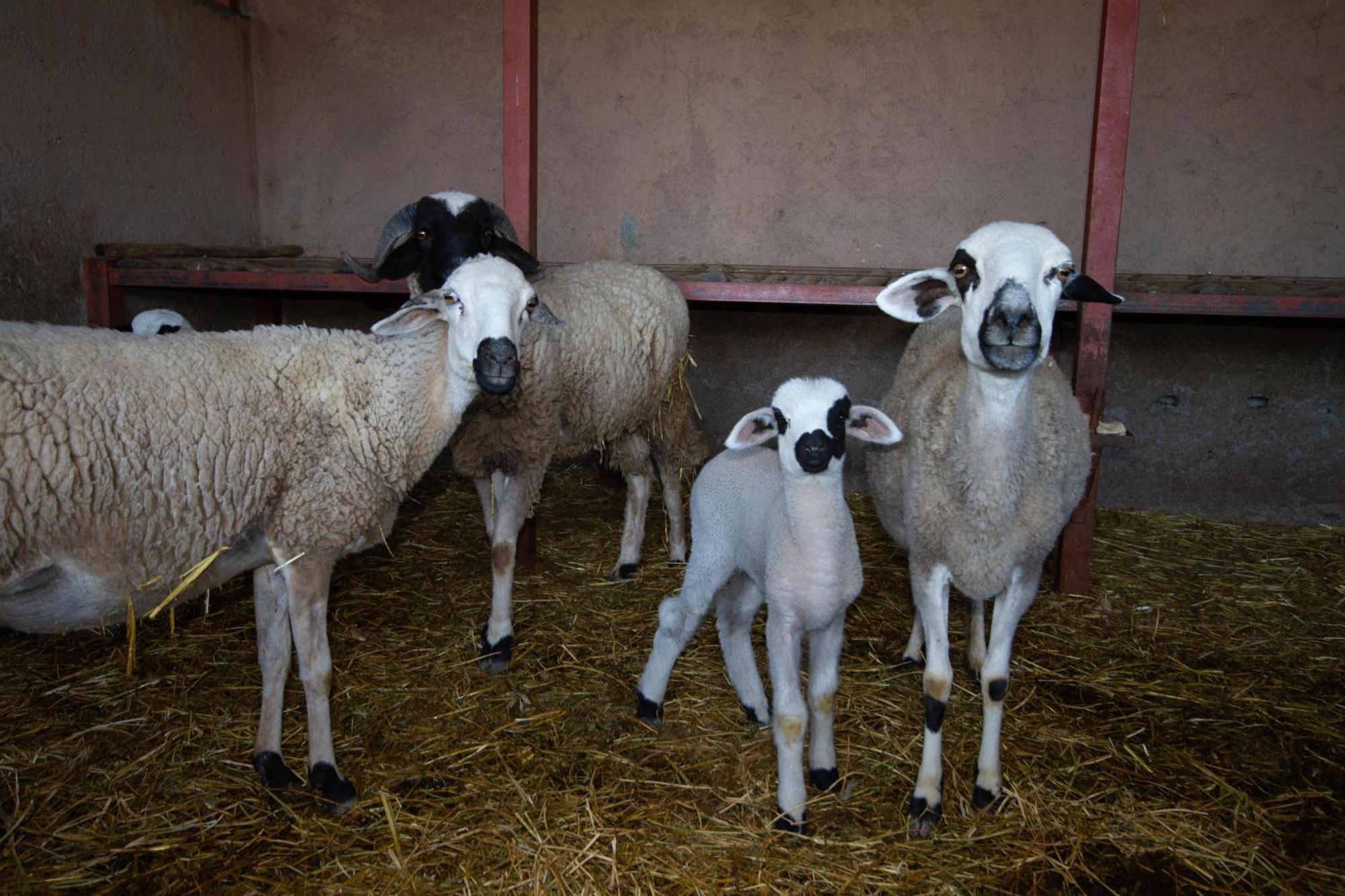 La Ferme De Lalladom Tameslouht Esterno foto